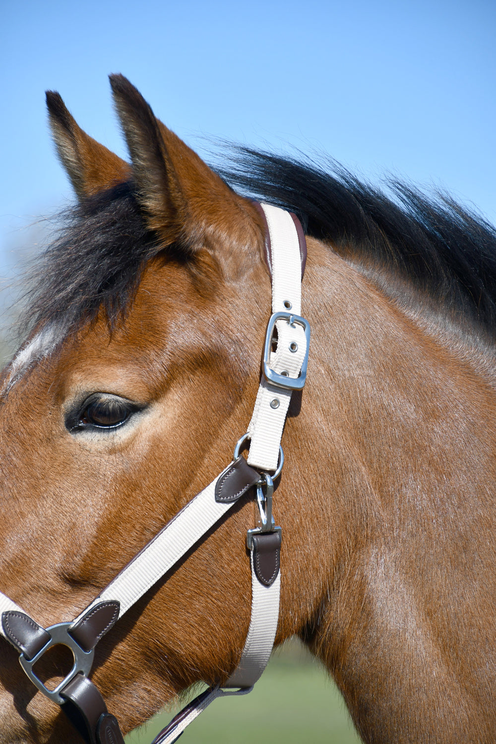 Heritage Saddlery Padded Leather Lined Headcollar