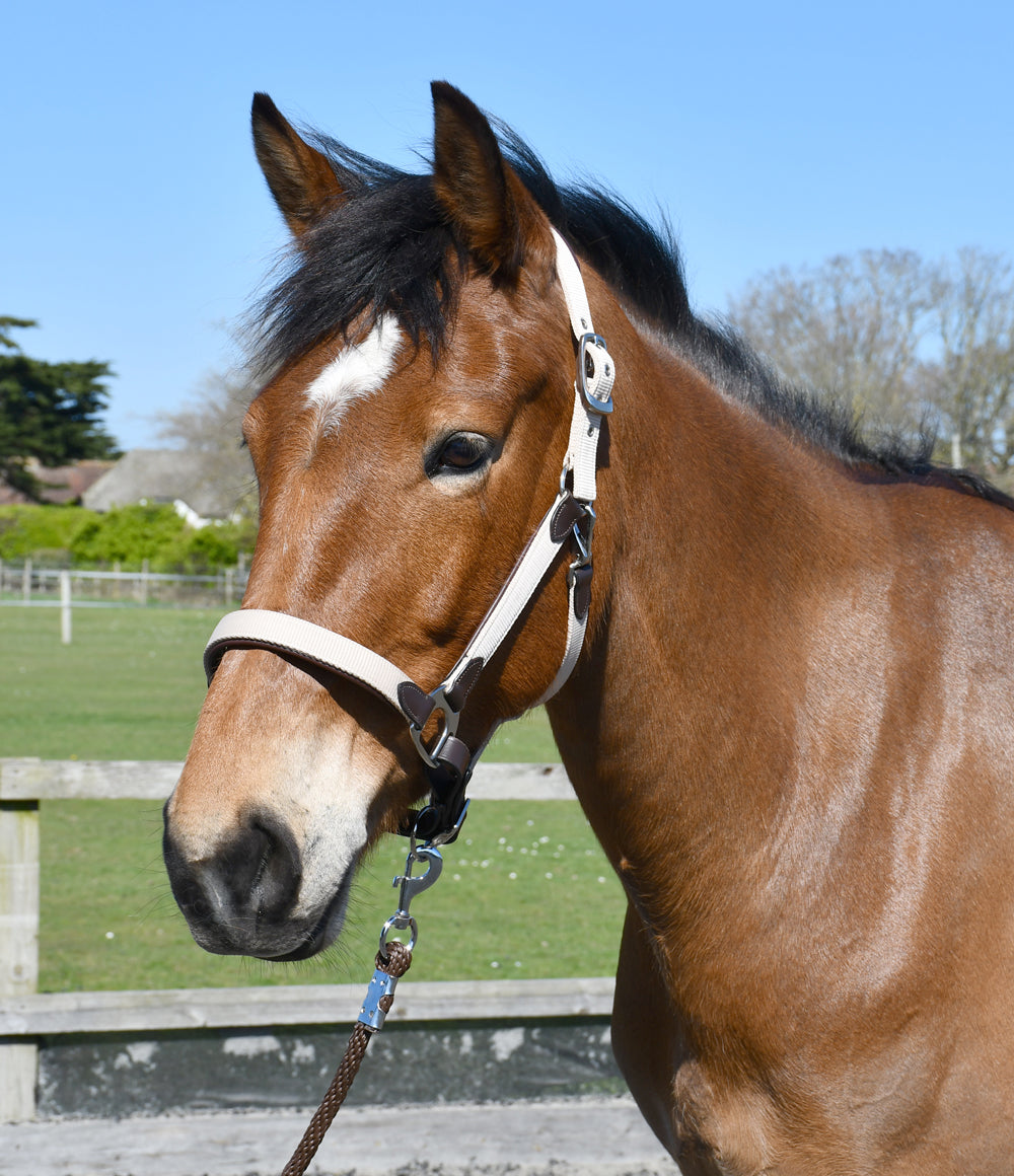 Heritage Saddlery Padded Leather Lined Headcollar