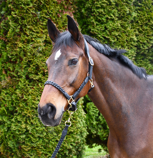 Rhinegold Lazio Plaited Leather Headcollar With Matching Leather Lead
